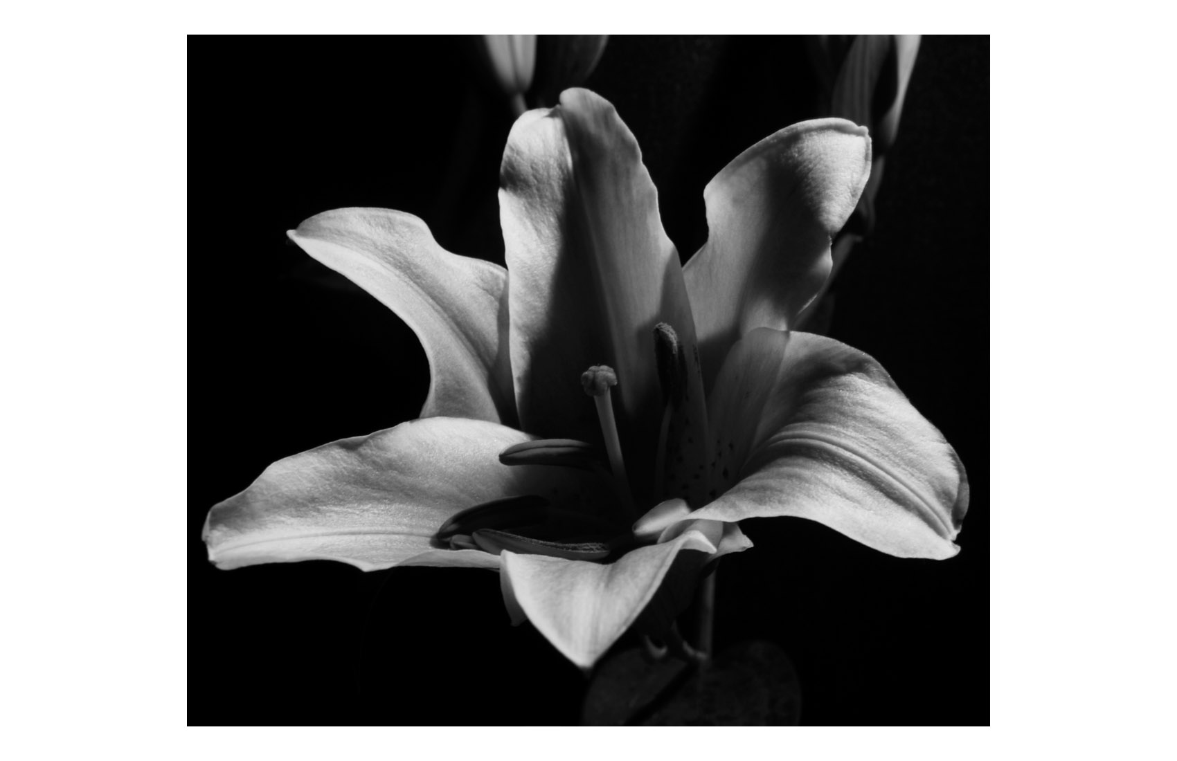Black and white photograph of a lily flower