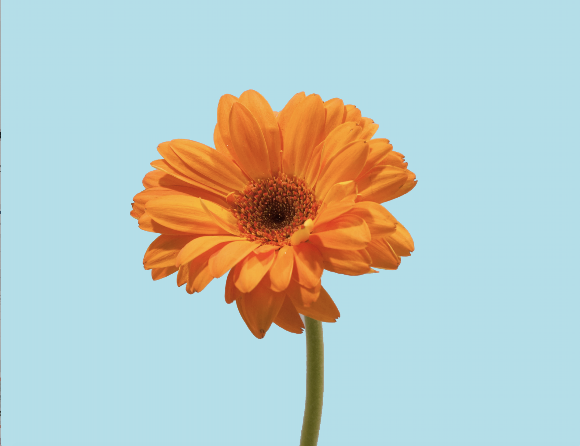 Photography — orange gerbera daisy